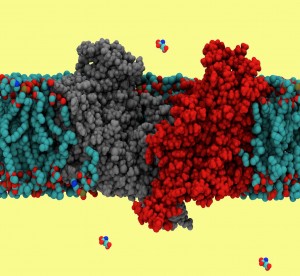 Molecular model of a glutamate transporter