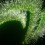 NVIDIA claw logo with green spines