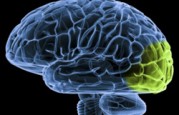 Cortexica Vision Systems Mimics Visual Cortex For Visual Search-GPU Startup Story