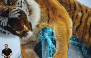 keystonetiger