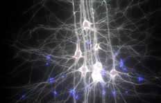 humanbrain