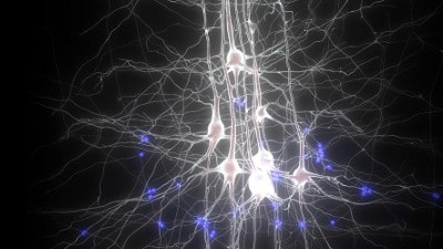 humanbrain humanbrain