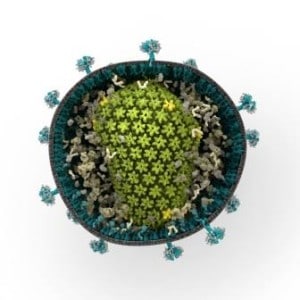 HIV Capsid