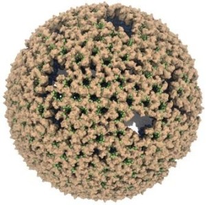 A model of an immature retrovirus capsid of RSV.