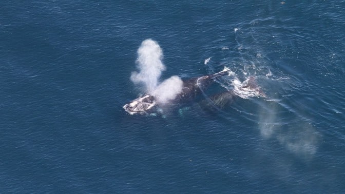 タイセイヨウセミクジラの母子（写真提供：NOAA北東水産科学センタ、Christin Khan氏）
