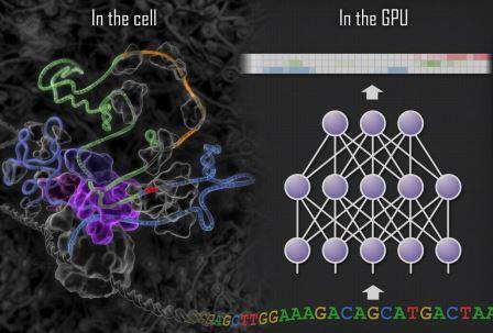   上图左侧描述从 DNA 转录的  RNA 分子，右侧描述解读基因组序列的人工神经网络。神经网络执行的计算在 NVIDIA GPU 内执行。