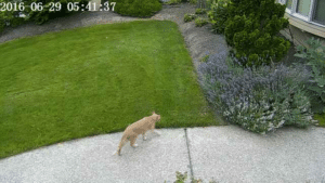 ネコが庭を横切る写真
