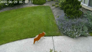 庭を横切るネコをディープラーニング・システムが捕らえる写真