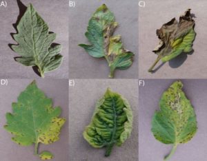 PlantVillage photo showing a healthy tomato leaf (upper left) next to leaves showing symptoms of disease. Credit: David Hughes, Penn State