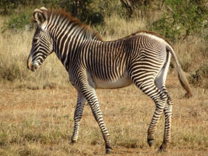 Grevy's zebra