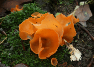Pictures of fungi and other natural elements helped computers read chest X-rays.