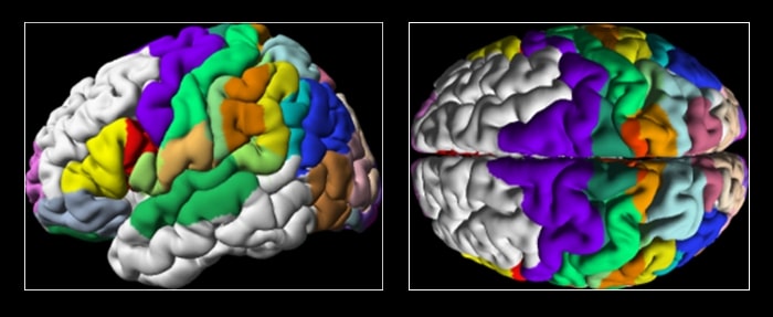 human brain mapping 2017