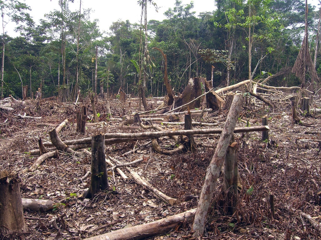 A section of the Amazon rainforest that has been cleared for farming.