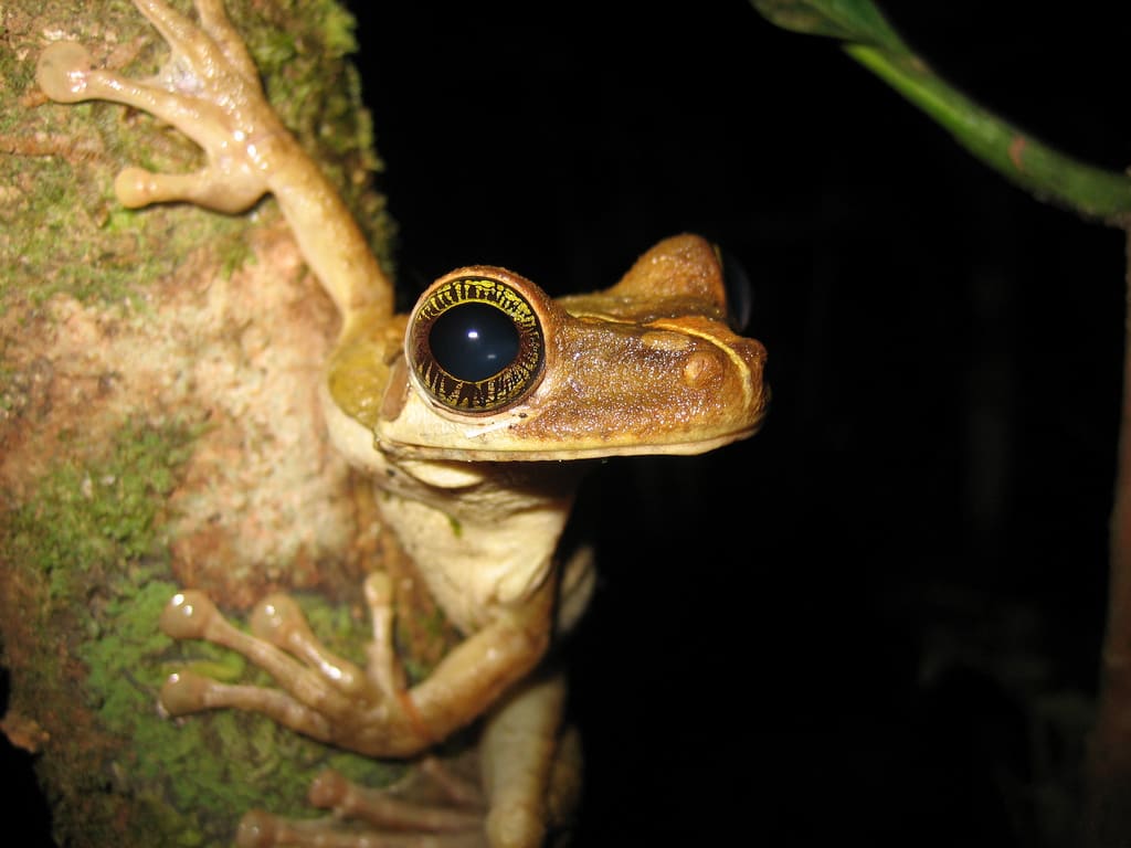 The Amazon is home to more species of plants and animals (including this tree frog) than any other terrestrial ecosystem.