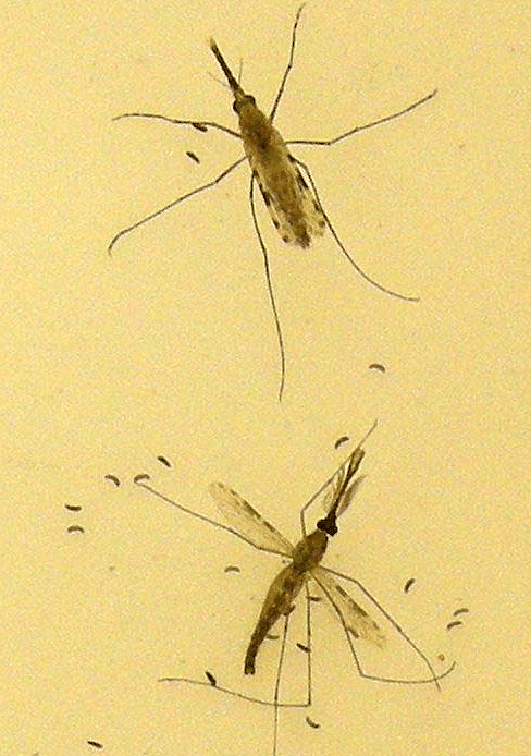 A female (top of picture) and male (bottom of picture) Anopheles gambiae mosquito, the principal carrier of malaria in Africa. Image courtesy of the Centers for Disease Control.