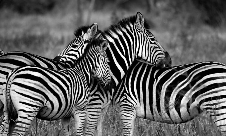 wildbook zebra identification