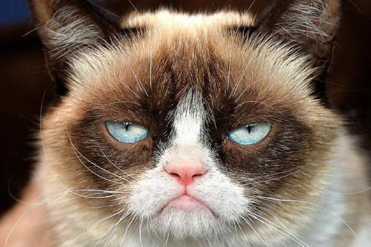 Grumpy Cat Not Amused 