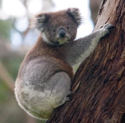 Cat, koala or turtle? A classification algorithm can tell the difference.