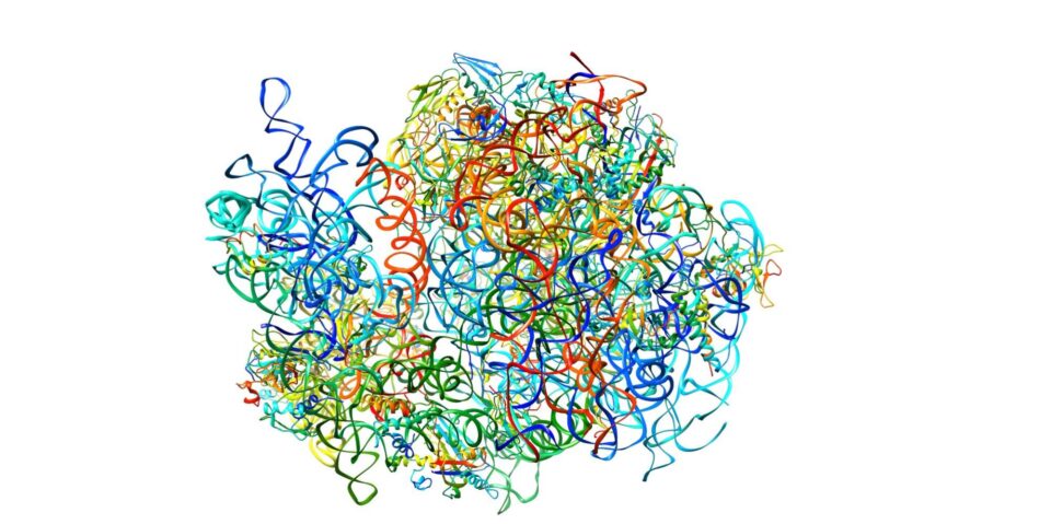 Monash University 3D ribosome model