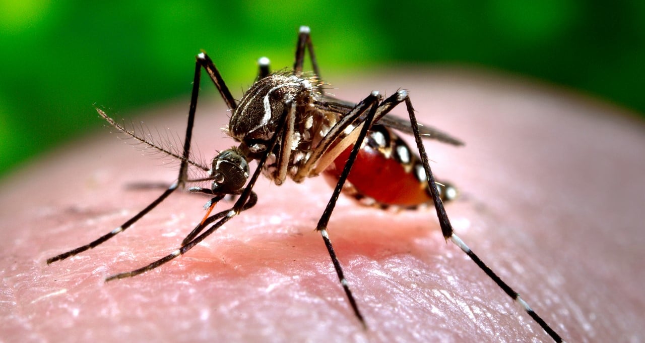 mosquito on finger