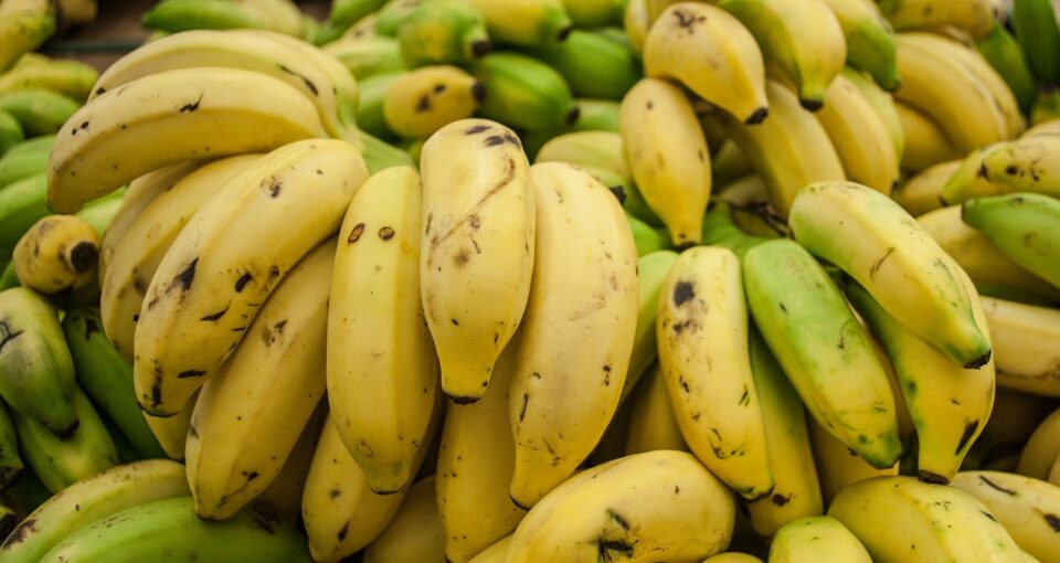 bunches of bananas