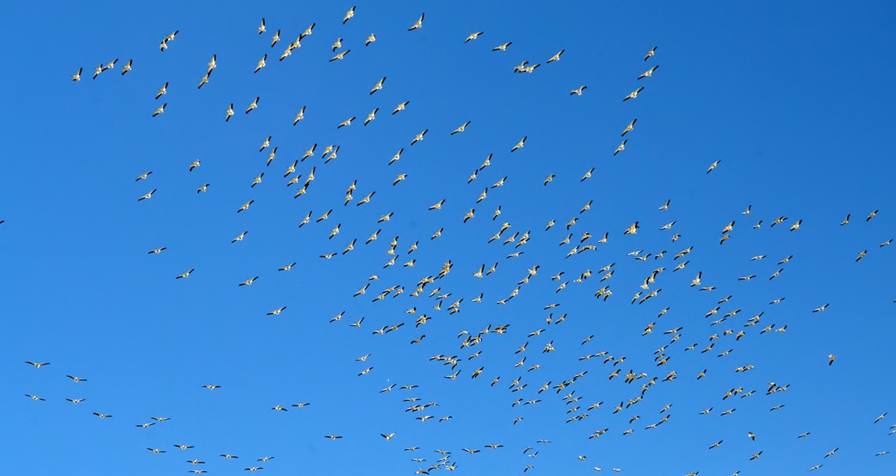 bird migration