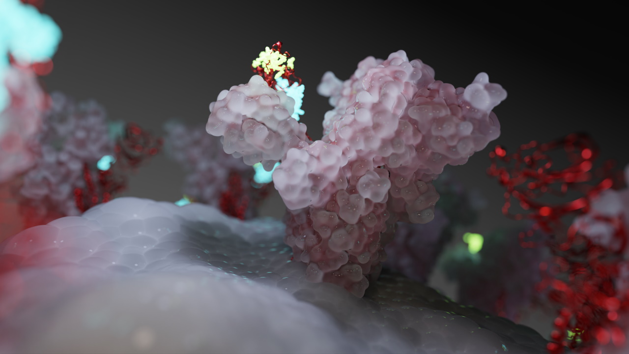 OV shows coronavirus Spike protein