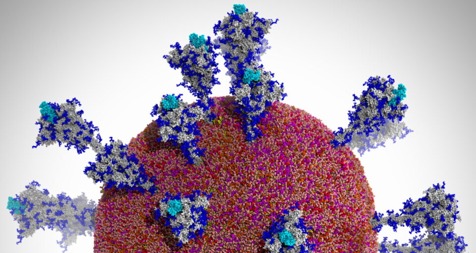 Protein spike image from Amaro Lab