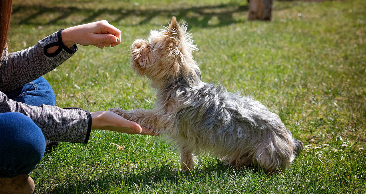 deep reinforcement learning is like training a puppy