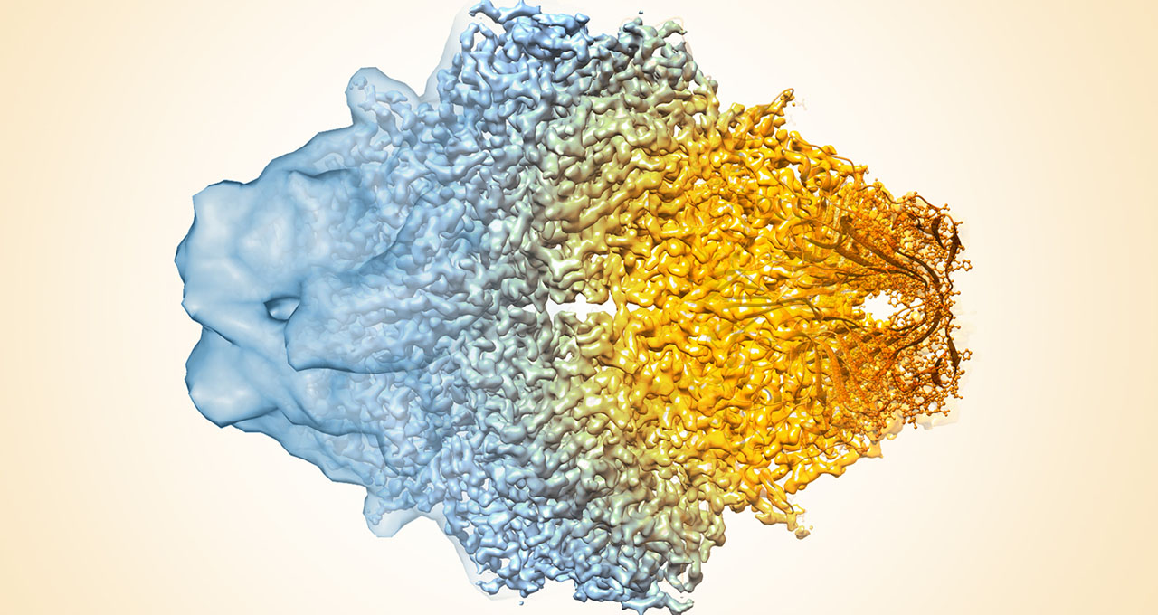 cryo-EM density map