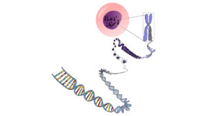 In Genomics Breakthrough, Harvard, NVIDIA Researchers Use AI to Spot Active Areas in Cell DNA