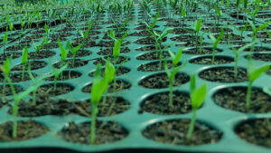 Green for Good: How We’re Supporting Sustainability Efforts in India