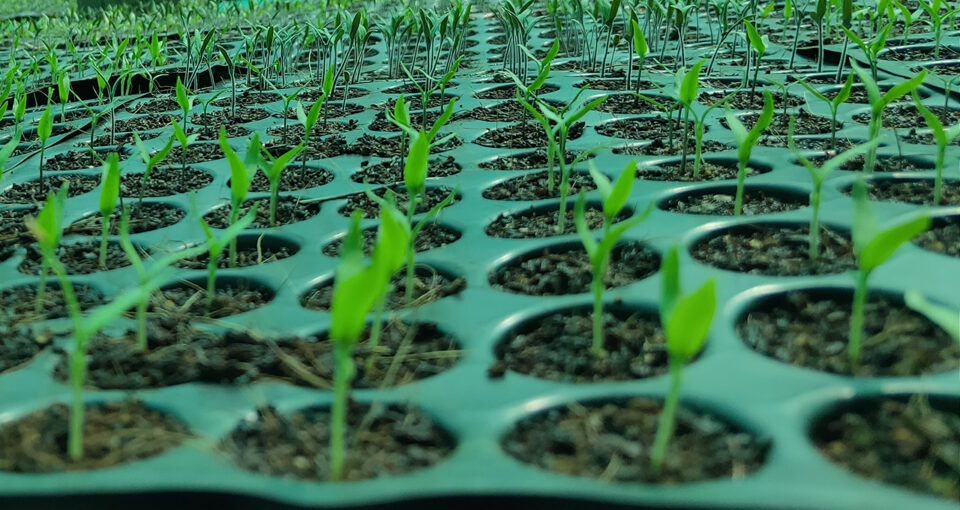 seedlings sustainability