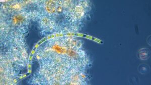 Waste Not, Want Not: AI Startup Opseyes Revolutionizes Wastewater Analysis