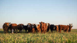 Cattle-ist for the Future: Plainsight Revolutionizes Livestock Management with AI