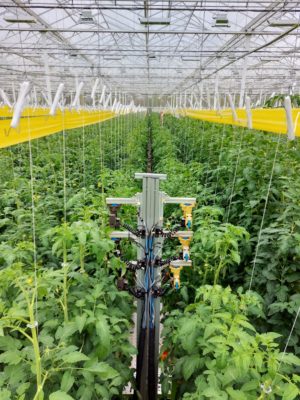 Arugga robot in tomato growhouse