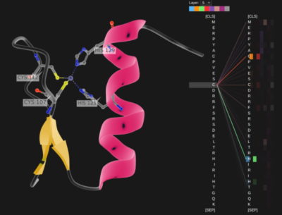 Transformer model applied to protein analysis