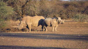 An AI-Enabled Drone Could Soon Become Every Rhino Poacher’s… Horn Enemy
