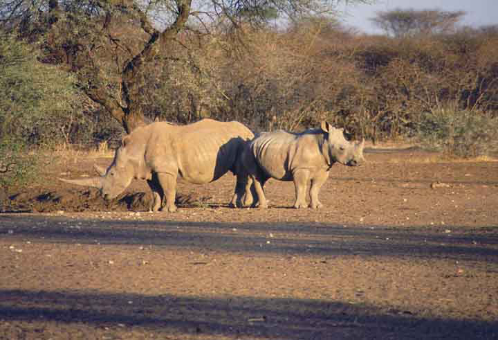 An AI-Enabled Drone Could Soon Become Every Rhino Poacher’s… Horn Enemy