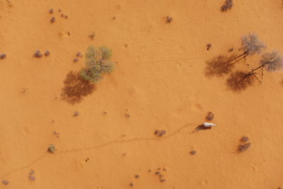 aerial view of rhino with trail of prints