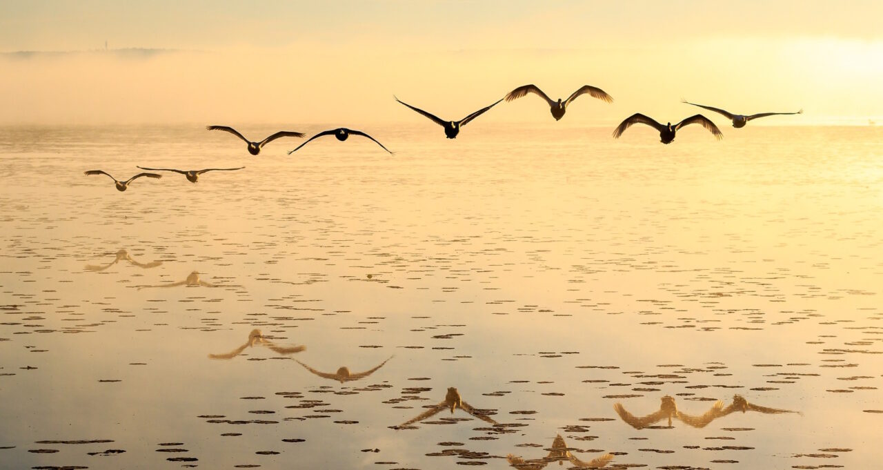 an image of birds swarming like NVIDIAns on the GTC recsys mission