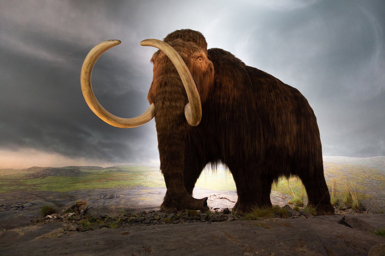 Mammoth Mission: How Colossal Biosciences Aims to ‘De-Extinct’ the Woolly Mammoth
