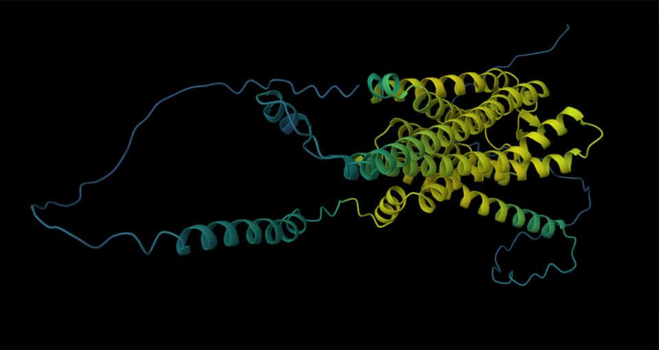 Visualization of the 3D structure of a protein