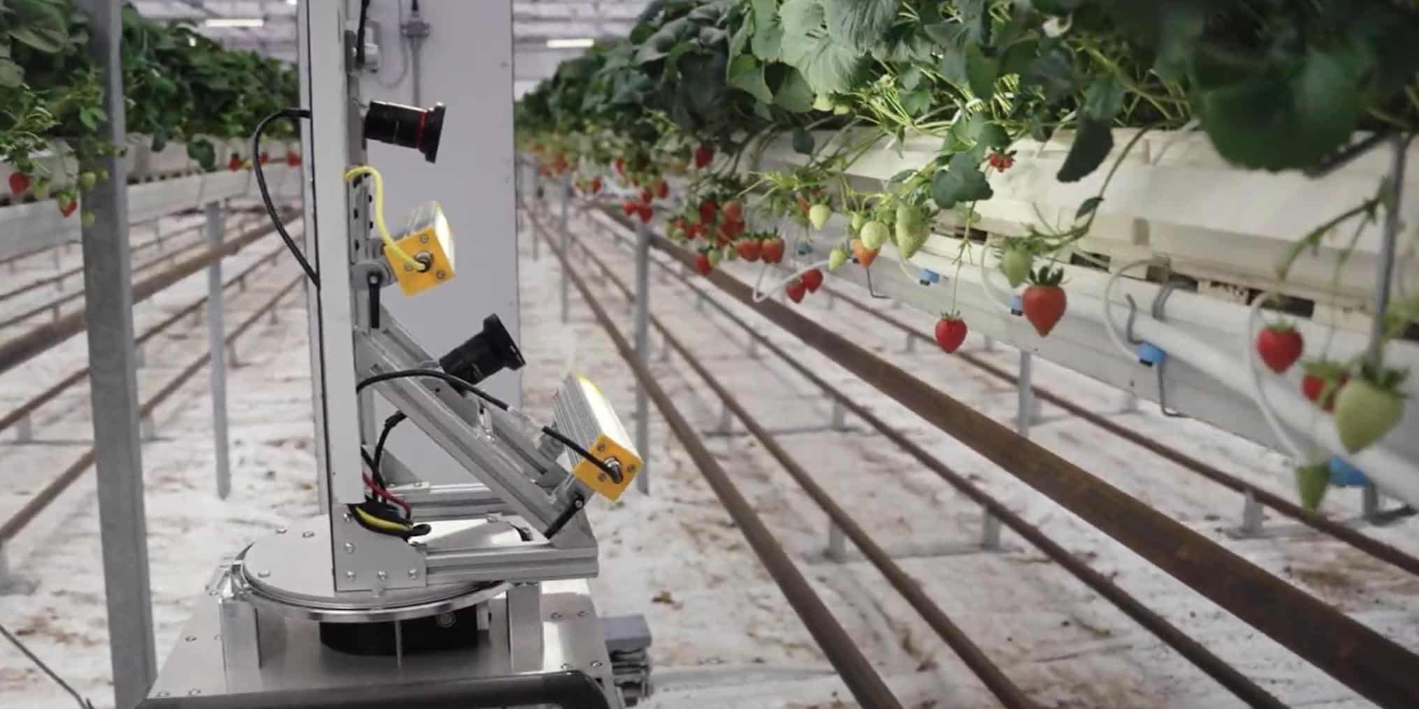 Style of Success: Zordi Crops AI and Robotics to Develop Flavorful Strawberries Indoors