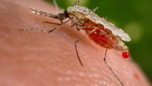 AI Bites Back: Researchers Develop Model to Detect Malaria Amid Venezuelan Gold Rush