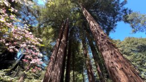 Keeping AI on the Planet: NVIDIA Technologies Make Every Day About Earth Day